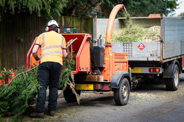 Best Tree Removal Contractors  in USA